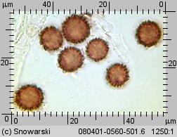 Scleroderma verrucosum (tęgoskór brodawkowany)