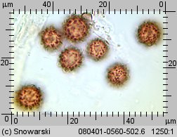 Scleroderma verrucosum (tęgoskór brodawkowany)