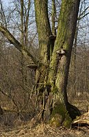 Phellinus igniarius (czyreń ogniowy)