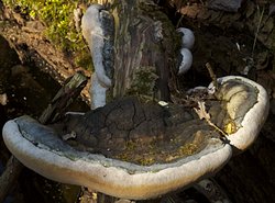 Phellinus igniarius (czyreń ogniowy)