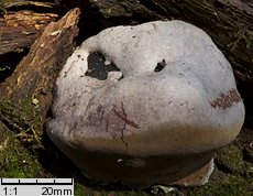 Phellinus igniarius (czyreń ogniowy)