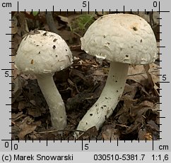 Unidentified-Agaricus-etc (niezidentyfikowane)