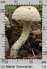 Unidentified-Agaricus-etc (niezidentyfikowane)