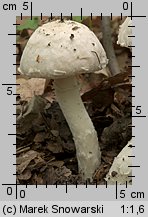 Unidentified-Agaricus-etc (niezidentyfikowane)