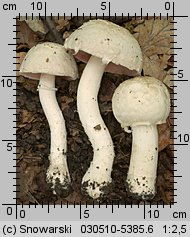 Unidentified-Agaricus-etc (niezidentyfikowane)