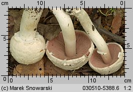 Unidentified-Agaricus-etc (niezidentyfikowane)