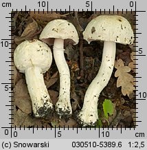 Unidentified-Agaricus-etc (niezidentyfikowane)