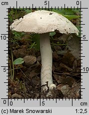 Unidentified-Agaricus-etc (niezidentyfikowane)