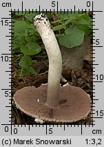 Unidentified-Agaricus-etc (niezidentyfikowane)