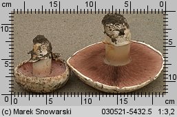 Unidentified-Agaricus-etc (niezidentyfikowane)