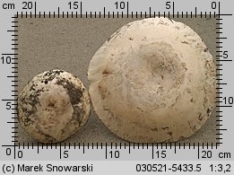 Unidentified-Agaricus-etc (niezidentyfikowane)