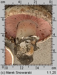 Unidentified-Agaricus-etc (niezidentyfikowane)