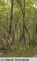 Leccinellum pseudoscabrum (koźlarek grabowy)