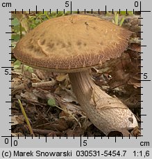 Leccinellum pseudoscabrum (koźlarek grabowy)