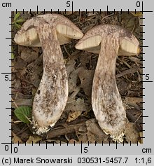 Leccinellum pseudoscabrum (koźlarz grabowy)