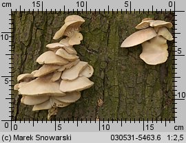 Pleurotus pulmonarius (boczniak łyżkowaty)