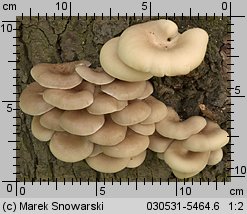 Pleurotus pulmonarius (boczniak łyżkowaty)