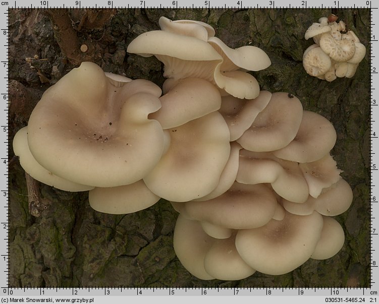 Pleurotus pulmonarius (boczniak łyżkowaty)