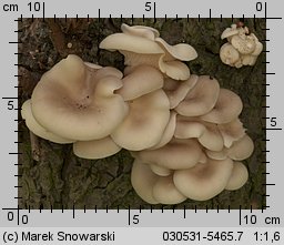 Pleurotus pulmonarius (boczniak łyżkowaty)