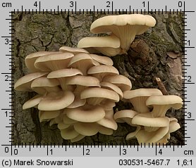 Pleurotus pulmonarius (boczniak łyżkowaty)