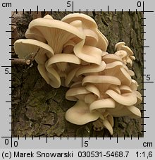 Pleurotus pulmonarius (boczniak łyżkowaty)