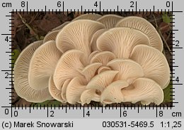 Pleurotus pulmonarius (boczniak łyżkowaty)