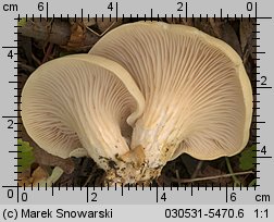 Pleurotus pulmonarius (boczniak łyżkowaty)