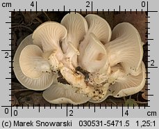 Pleurotus pulmonarius (boczniak łyżkowaty)