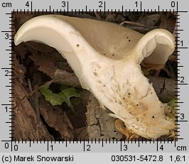 Pleurotus pulmonarius (boczniak łyżkowaty)