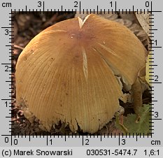 Unidentified-Coprinus