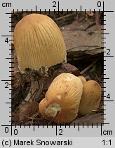 Unidentified-Coprinus