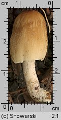 Unidentified-Coprinus