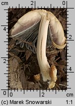 Unidentified-Coprinus