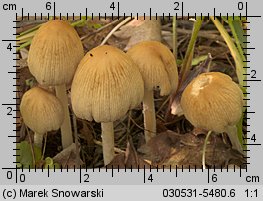 Unidentified-Coprinus