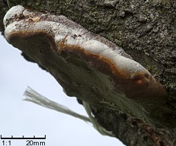 Phellinus tuberculosus (czyreń śliwowy)