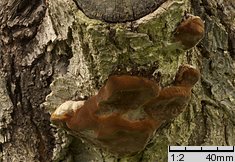 Phellinus tuberculosus (czyreń śliwowy)