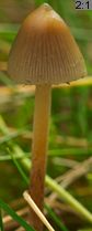 Psilocybe semilanceata (łysiczka lancetowata)