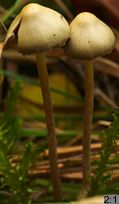 Psilocybe semilanceata (łysiczka lancetowata)