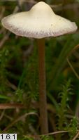 Psilocybe semilanceata (łysiczka lancetowata)