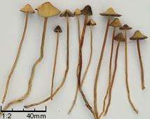 Psilocybe semilanceata (łysiczka lancetowata)