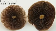 Psilocybe semilanceata (łysiczka lancetowata)