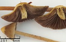 Psilocybe semilanceata (łysiczka lancetowata)