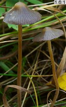 Psilocybe semilanceata (łysiczka lancetowata)