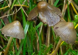 Psilocybe semilanceata (łysiczka lancetowata)