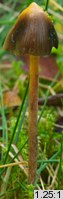 Psilocybe semilanceata (łysiczka lancetowata)