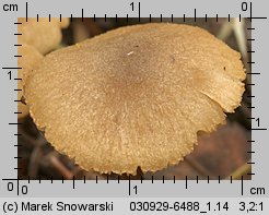 Unidentified-Cortinarius