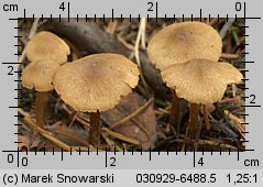 Unidentified-Cortinarius