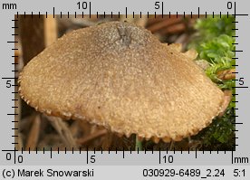 Unidentified-Cortinarius