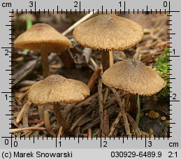 Unidentified-Cortinarius