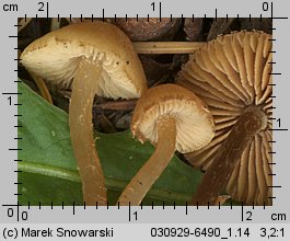 Unidentified-Cortinarius